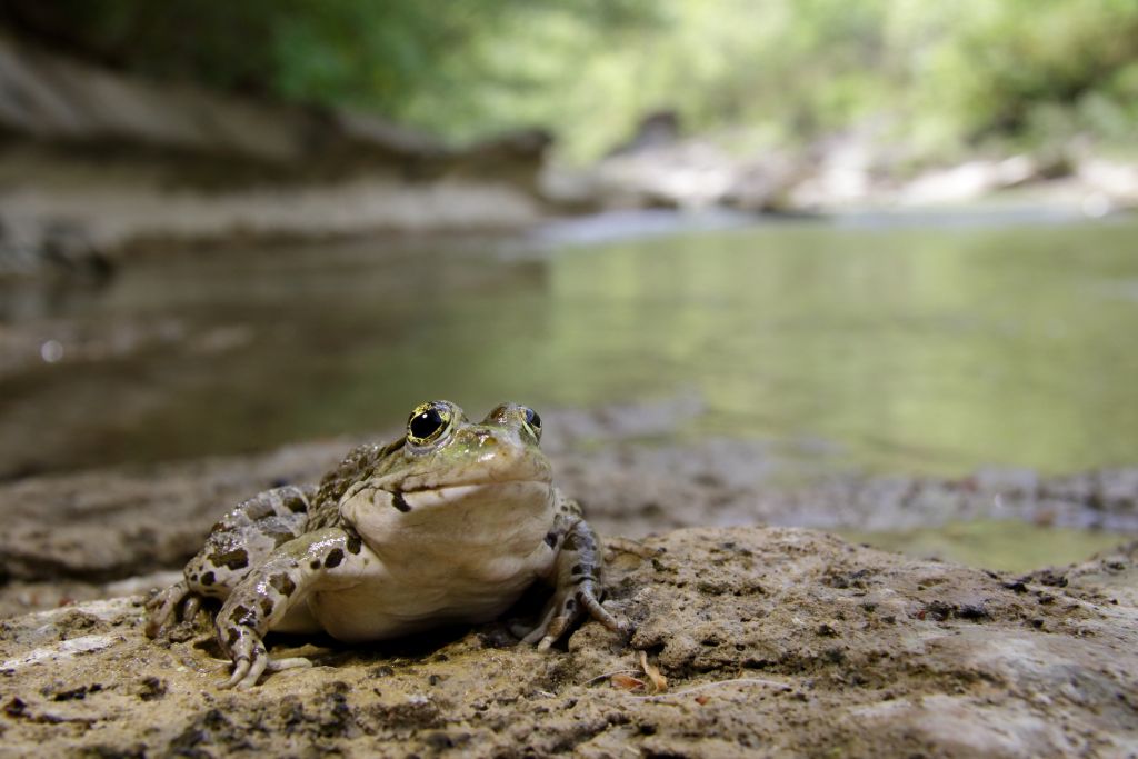 Perle di biodiversit romagnole...e un intruso